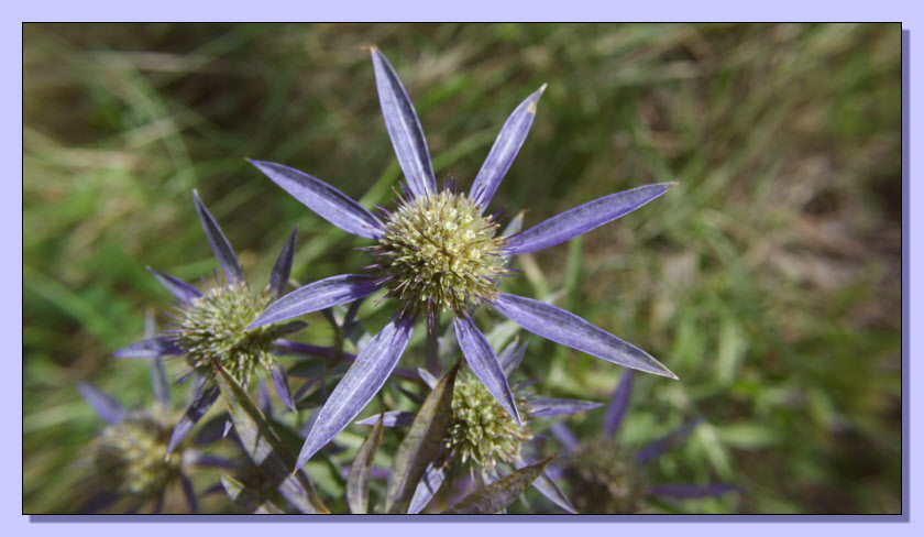 Eryngium amethystinum / Calcatreppola ametistina